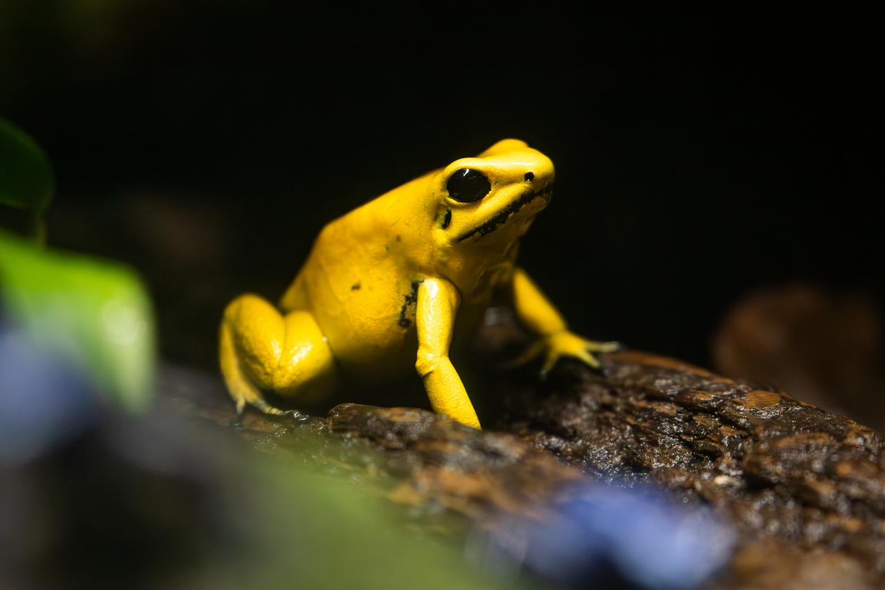 Žába v Amphibiariu Zoo Ostrava